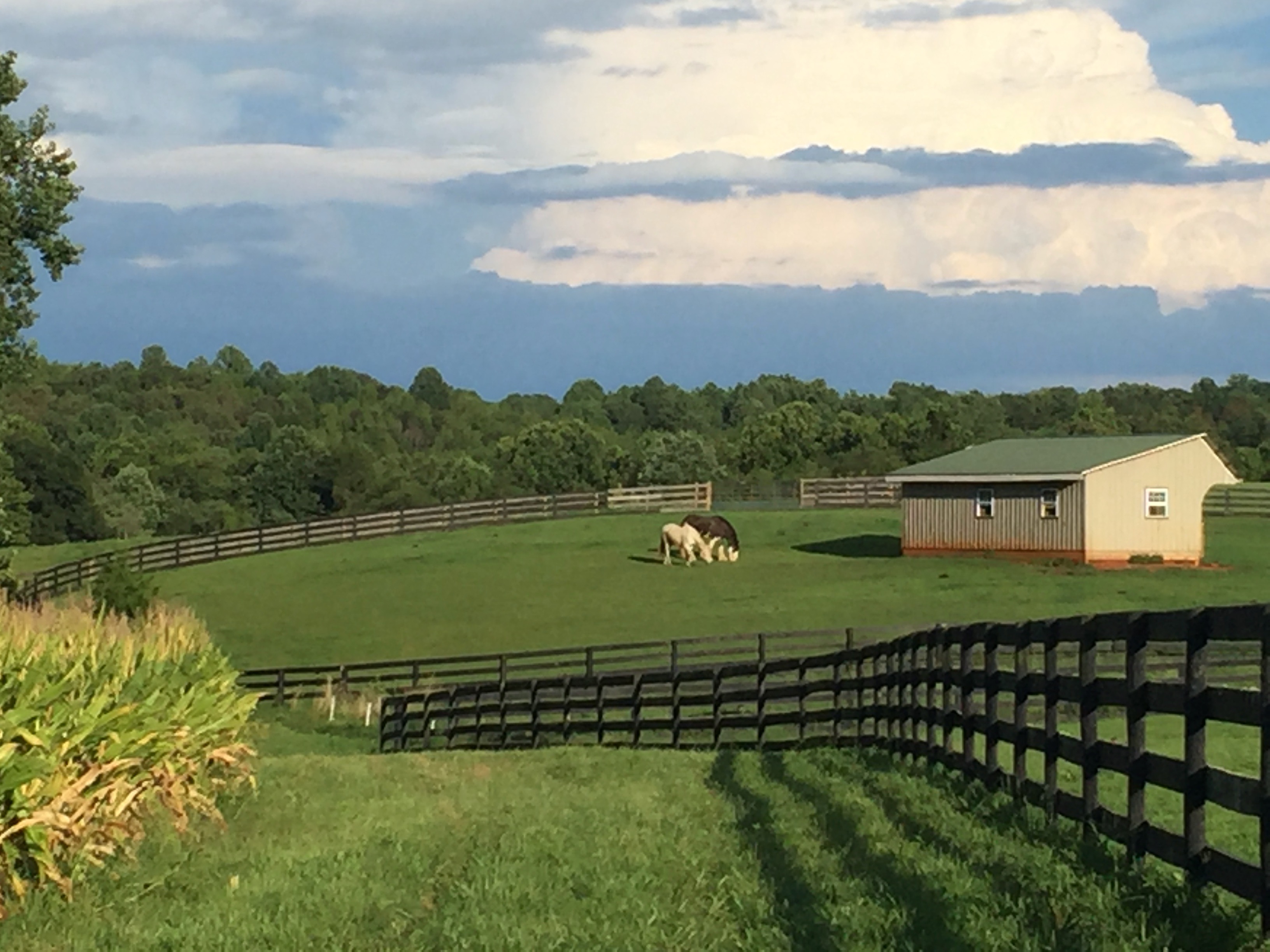 View from the cornfield